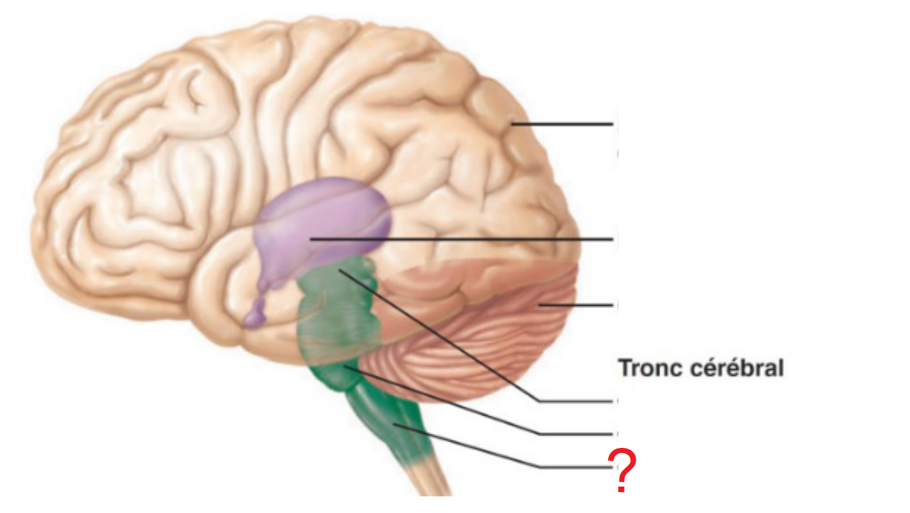 <p>constitue une zone de passage de nombreuses voies motrices et sensitives. régulation du rythme cardiaque et respiratoire</p>