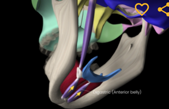 <p>Function: depresses mandible</p><p>Origin: low margin of mandible</p><p>Insertion: connective tissue to hyoid</p>