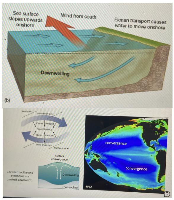 a deepened thermocline and downwelling