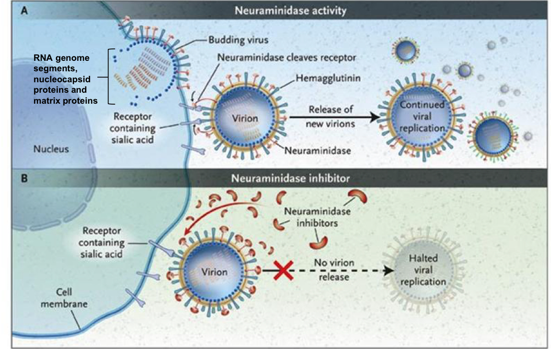 <p>Prevents virion release and halters viral replication </p>