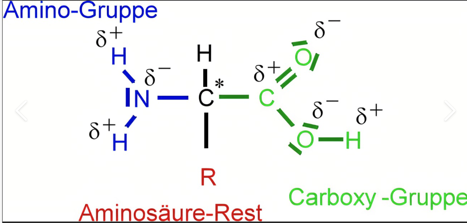 <ul><li><p>zentrales C-Atom</p><ul><li><p>an dieses sind 4 verschiede chemische Gruppen gebunden</p></li></ul></li><li><p>1 Aminogruppe, Carboxylgruppe, und ein Wasserstoffatotom</p></li></ul>