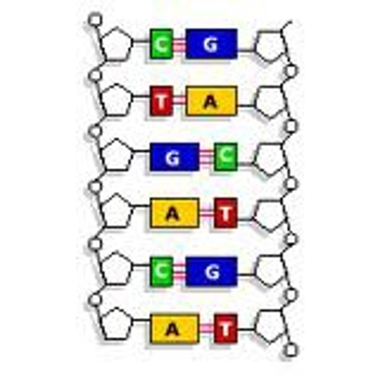 <p>An organic base that contains nitrogen, such as a purine or pyrimidine; a subunit of a nucleotide in DNA and RNA (ATCG)</p>