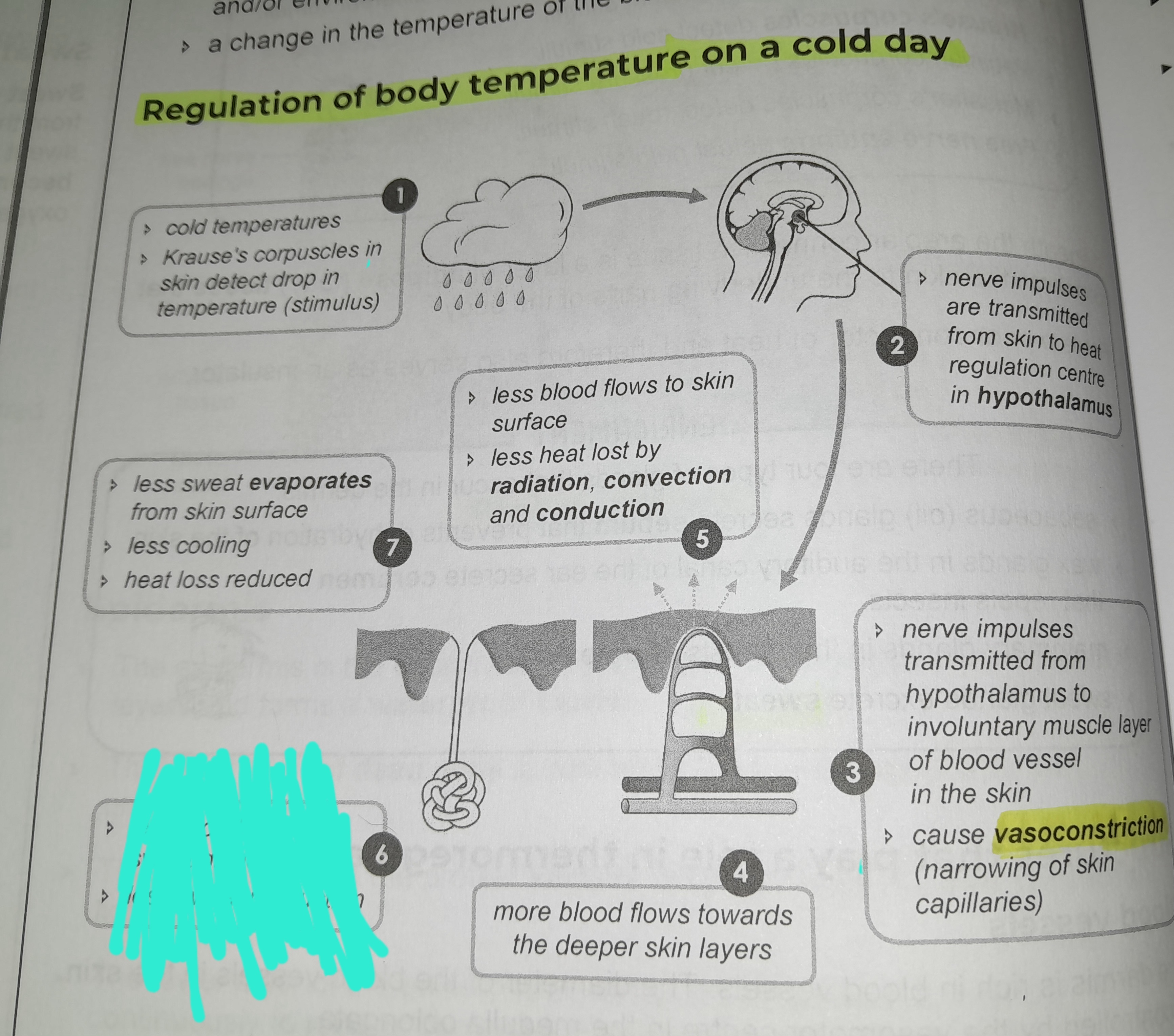 term image