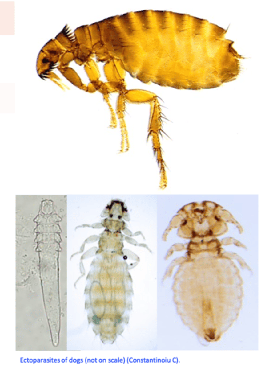 <p>Allergy (flea bites, food, contact)</p><p>Cheyletiellosis</p><p>Demodicosis</p><p>Pediculosis</p><p>Malassezia dermatitis</p>