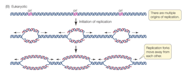<p>Because replication forks duplicate DNA at ~2 kb/min. If humans had only one origin, replication would take ~1000 days. Multiple origins reduce this to hours.</p>