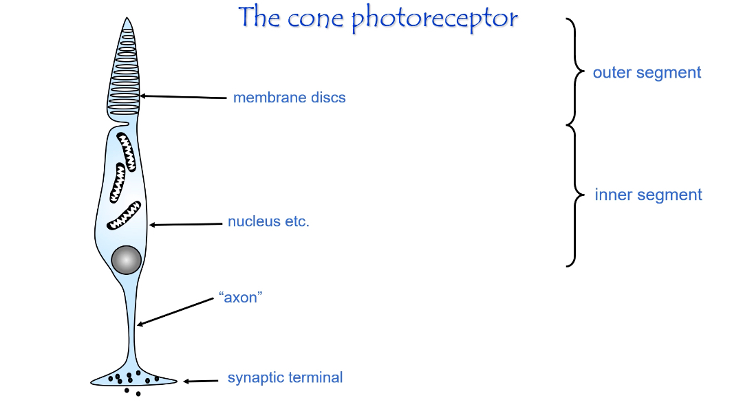 <p><span><strong>Structure of a photoreceptor (rod or cone)</strong></span></p><p><span>Overall organisation</span></p><p></p><ul><li><p><span>Photoreceptors are elongated cells specialised for light detection.</span></p></li><li><p><span>They are divided into distinct regions, each with a specific role in phototransduction and signalling.</span></p></li></ul><p></p><p><span>Outer segment</span></p><ul><li><p><span>Contains stacks of membrane discs.</span></p></li><li><p><span>Discs are packed with photopigment (rhodopsin in rods, opsins in cones).</span></p></li><li><p><span>This is where light is absorbed.</span></p></li><li><p><span>Site of the phototransduction cascade.</span></p></li></ul><p></p><p><span>Inner segment</span></p><ul><li><p><span>Contains mitochondria, ribosomes, and the nucleus.</span></p></li><li><p><span>Provides energy (ATP) and synthesises proteins needed for the outer segment.</span></p></li><li><p><span>Maintains ionic gradients.</span></p></li></ul><p></p><p><span>Cell body</span></p><ul><li><p><span>Contains the nucleus.</span></p></li><li><p><span>Connects metabolic activity to signal transmission.</span></p></li></ul><p></p><p><span>Axon (connecting fibre)</span></p><ul><li><p><span>Thin extension leading toward the synaptic terminal.</span></p></li><li><p><span>Conducts graded electrical changes (not action potentials).</span></p></li></ul><p></p><p><span>Synaptic terminal</span></p><ul><li><p><span>Releases glutamate onto bipolar cells.</span></p></li><li><p><span>Uses graded neurotransmitter release rather than spikes.</span></p></li><li><p><span>Amount of glutamate released depends on membrane potential.</span></p></li></ul><p></p>