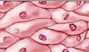 <p>Identifica el tipo de tejido</p>