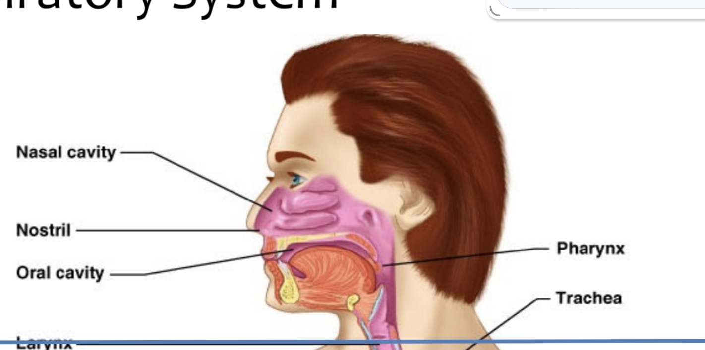 <p>Nose cavity,Nostrill, oral cavity,Pharynx</p>
