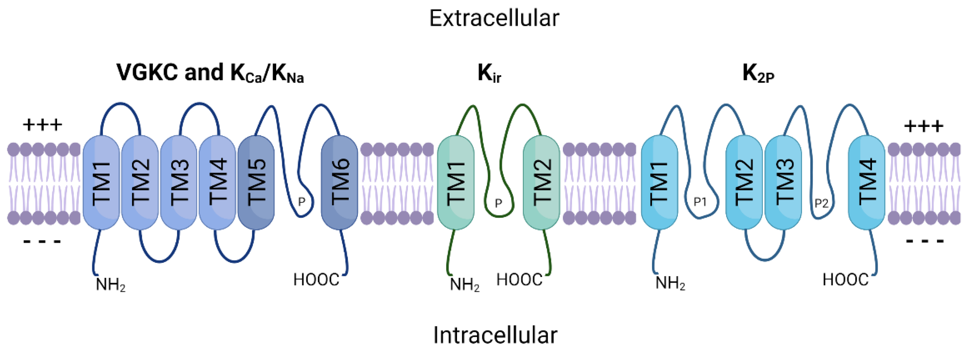 <ul><li><p>forms from 4 alpha subunits</p><ul><li><p>each hoomologous to<strong> one domain</strong> of a much larger Na+ channel alpha subunit</p></li></ul></li><li><p>form tetramers of alpha subunits (along with auxiliary subunits)</p></li></ul><p></p>