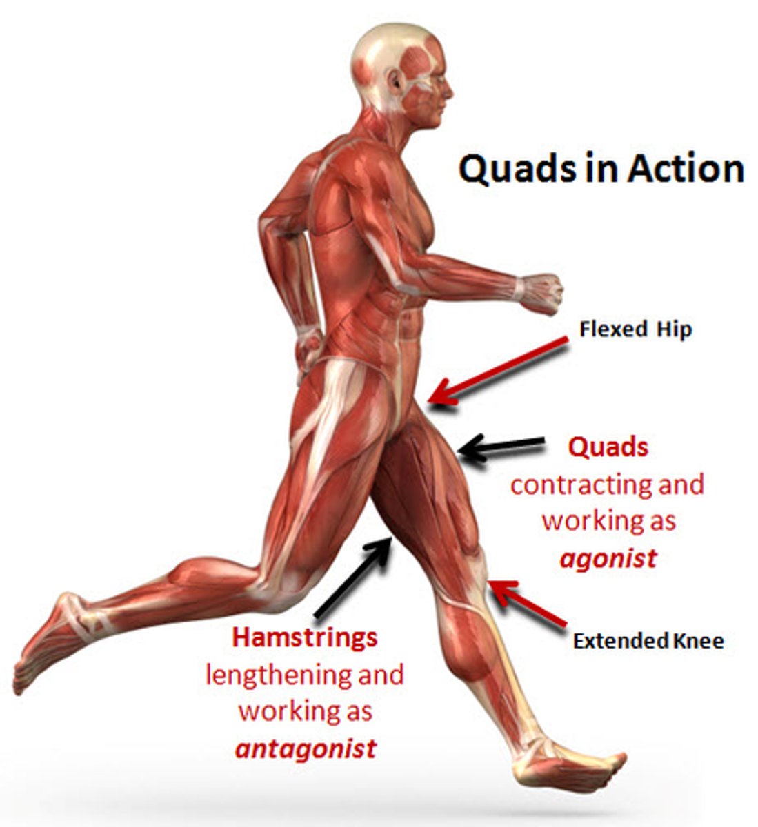 <p>e.g. in stretch reflex</p><p>-Quadriceps femoris (agonist) contracts</p><p>-Hamstrings (antagonists) contraction inhibited</p>