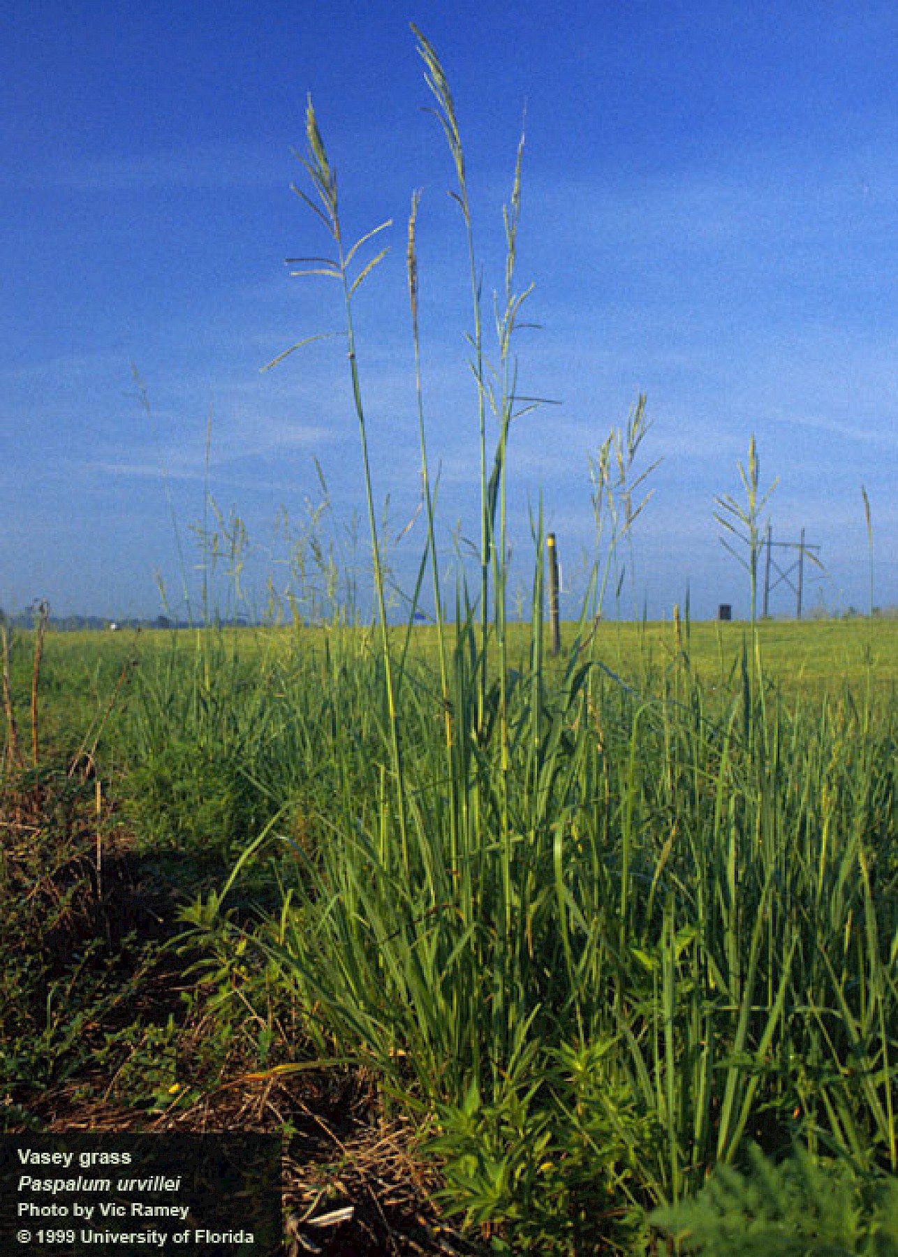 <p>Vaseygrass</p>