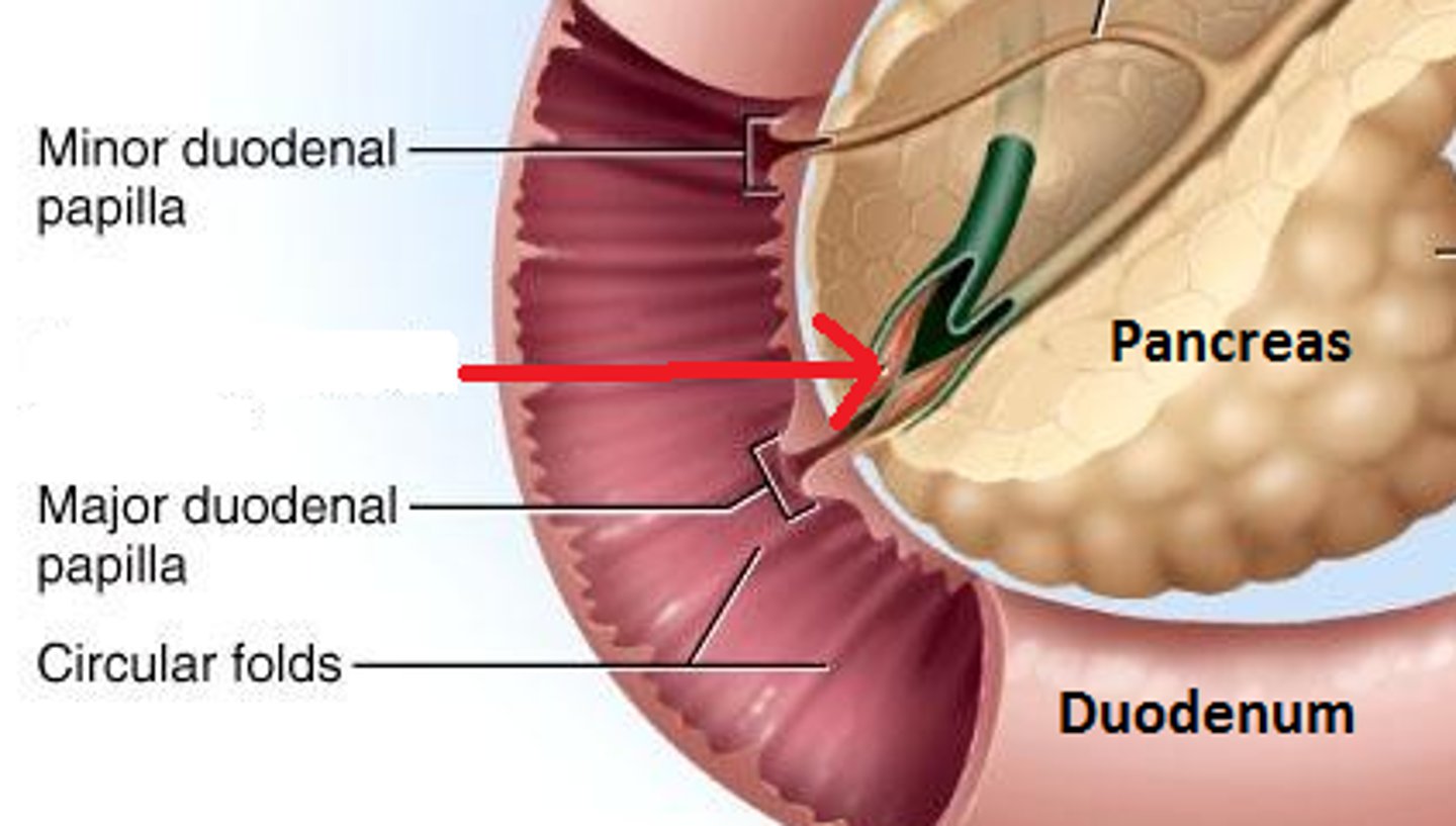 <p>the muscle that controls the emptying of bile and pancreatic juices into the duodenum; may also be referred to as the sphincter of Oddi</p>