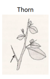 <p>Thorns</p>