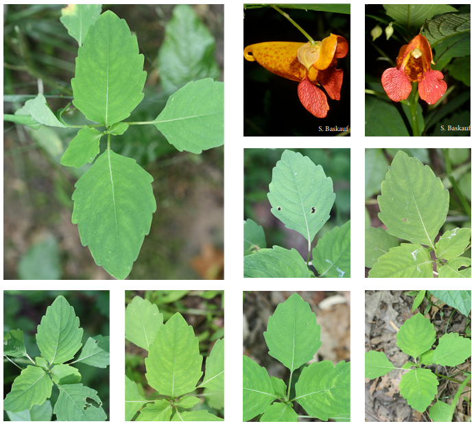 <p>jewelweed</p>
