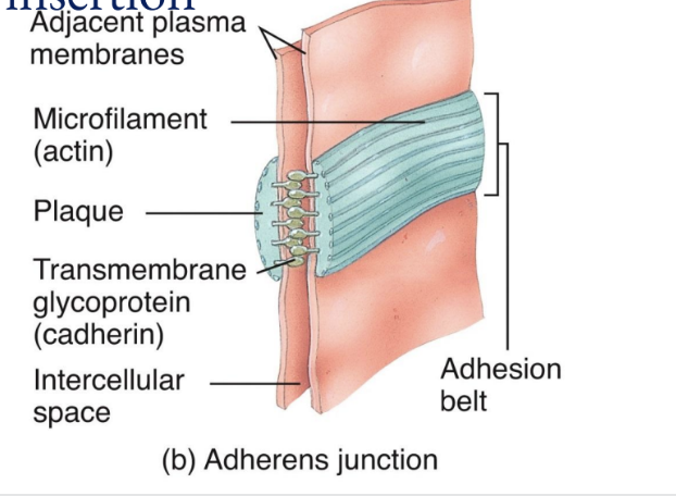 <p>Adherens Junctions</p>