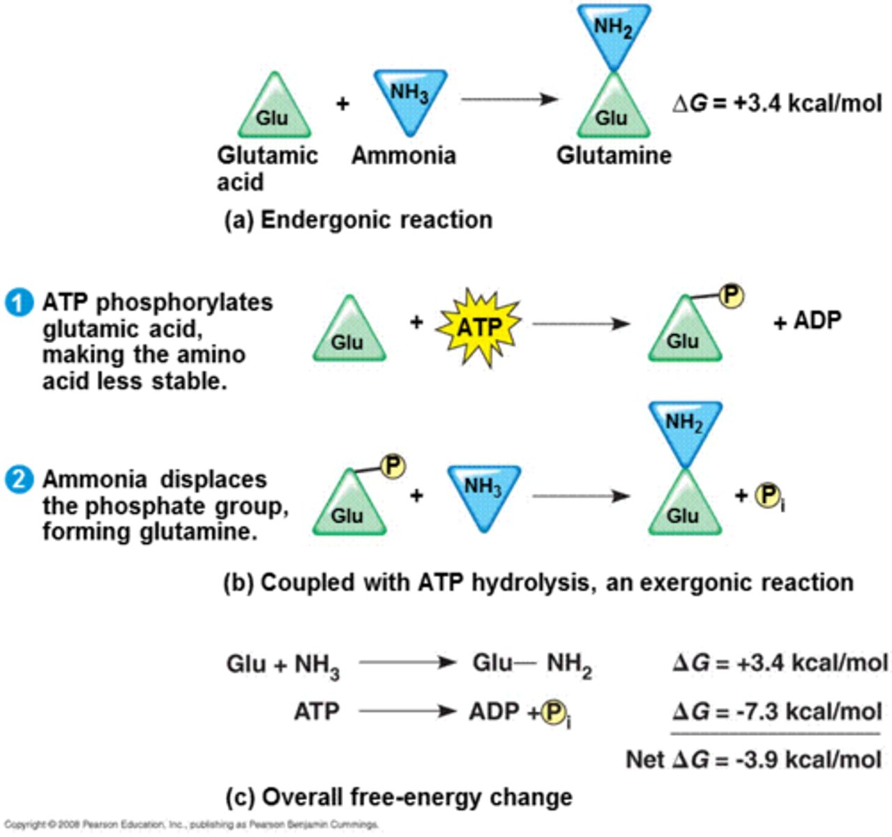 <p>a) endergonic (+) ΔG; not spontaneous</p><p>b) coupled with ATP hydrolysis gets reaction to occur spontaneously, Glu has a new covalent bond formed - this is less stable; this 'P' is displaced forming glutamine - lots of energy released.</p><p>c) the coupled reaction ends up being overall spontaneous (-) ΔG</p>