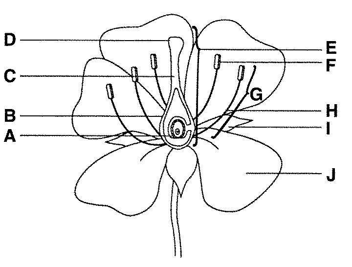 <p>ovary, it grows to become fruit to protect the seeds</p>