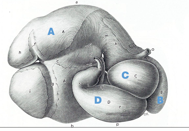 <p>Name the compartments of the ruminant stomach.</p>
