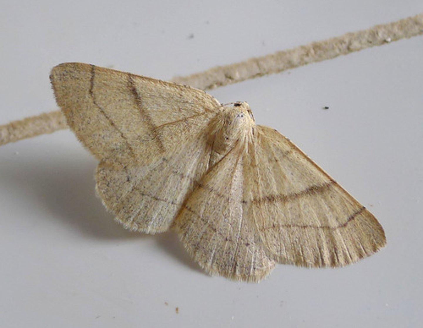 <p>Geometer moths</p>