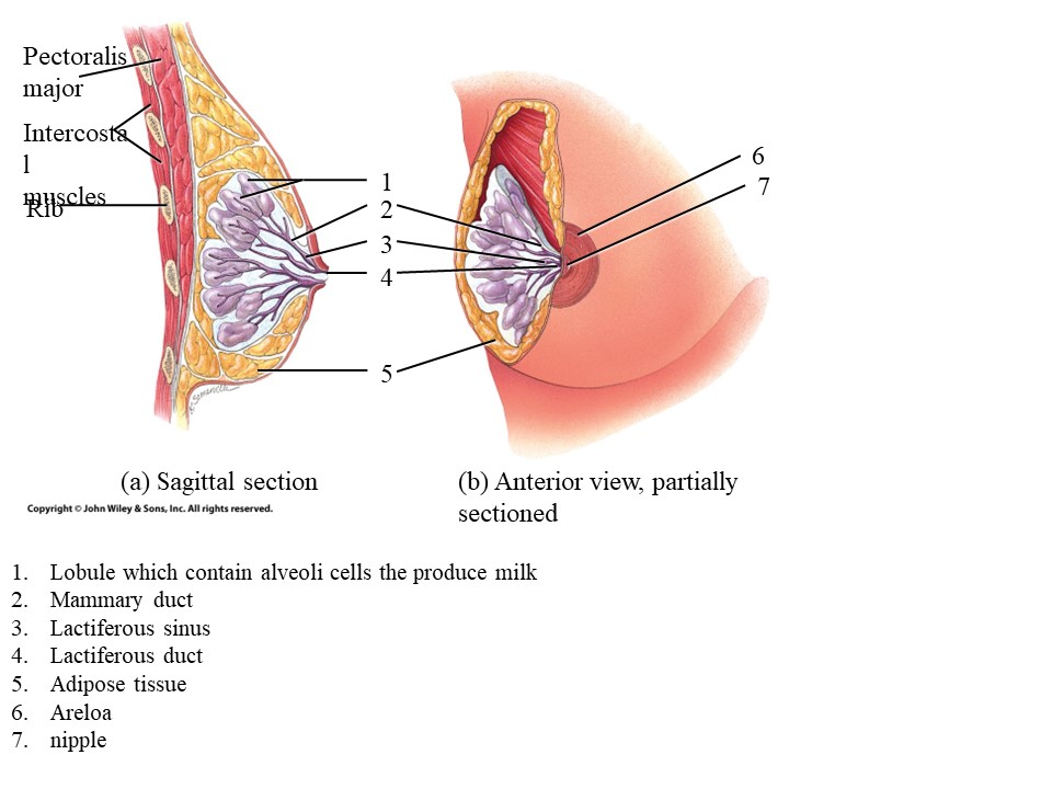 <ol start="4"><li><p>Lactiferous duct</p></li></ol>