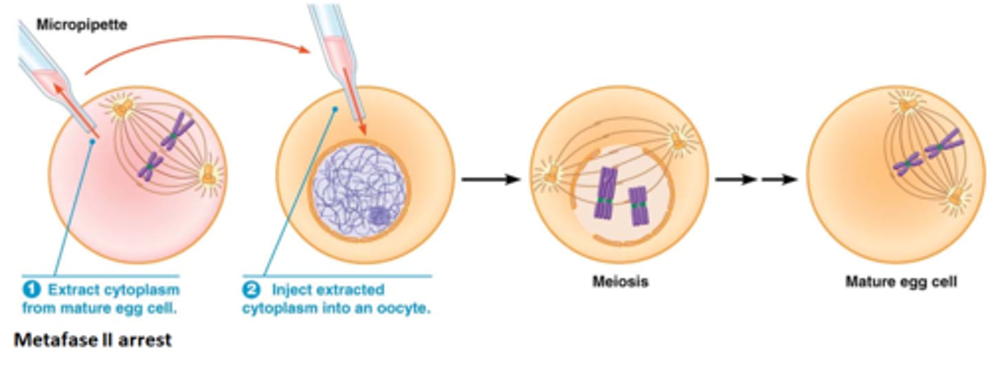 <p>MPF: maturation promotion factor: Cdk + cyclines</p><p>bij vertebraten stopt in metafase II tot aan fertilisatie</p><p>Cytoplasma uitnemen</p><p>->toegoegen aan oocyt</p><p>Induceert de meiose</p><p>->bevat MPF(mitose en meiose)</p>