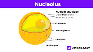 <p><strong>Nucleolus</strong></p>