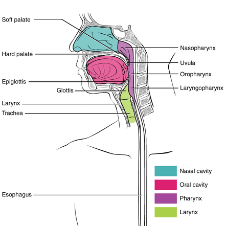 <p>the pharynx is posterosuperior to the larynx</p>