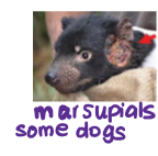 <p>How can transmissible cells cause cancer?</p>