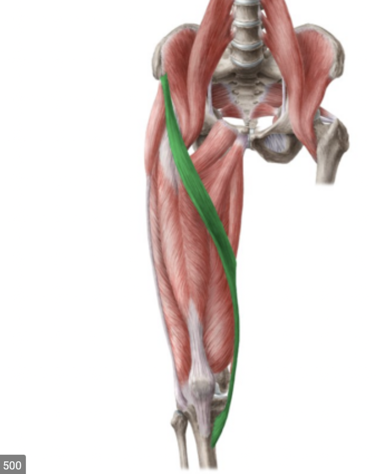 <p>origin : anterior superior iliac spine insertion : tibia</p>