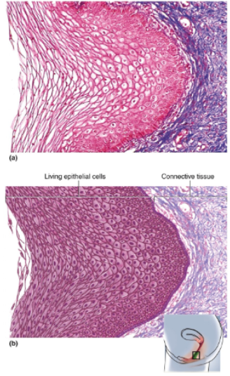 <p>Same as keratinized epithelium but without the surface layer of dead cells</p>