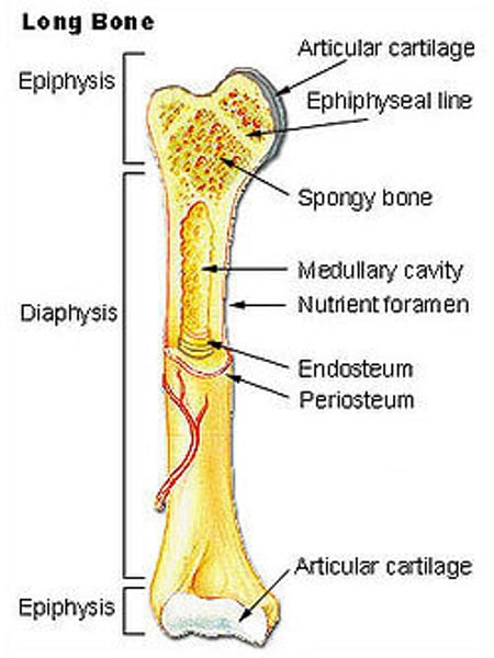 <p>-central cavity in long bones containing trabeculae</p><p>(filled with yellow marrow. In long bones, red marrow concentrates @ ends of the bone.)</p>