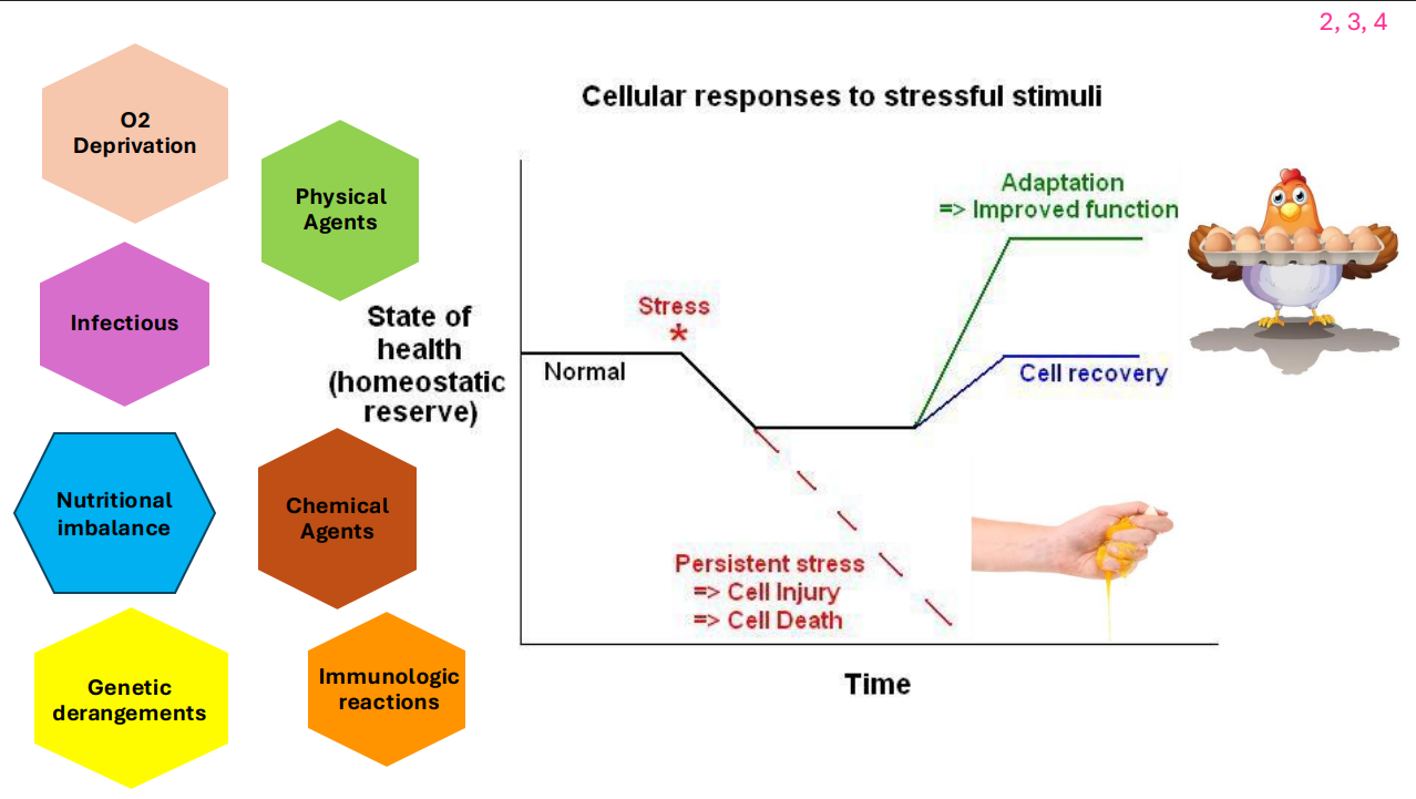 <p>DIAGRAM ON SLIDE 21</p>