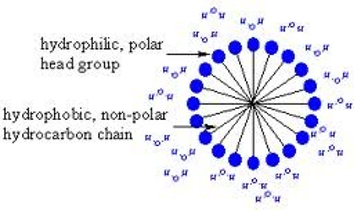 <p>The most stable structure for an aggregate of single tailed amphipathic liquid molecules e.g detergent in water.</p>