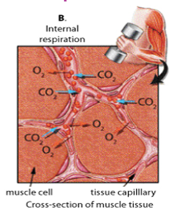 <p>between<strong> capillaries</strong> +<strong> body tissues</strong></p><p><strong>O<sub>2</sub> </strong>diffuses from<strong> blood into O<sub>2</sub> poor tissues</strong></p><p><strong>CO<sub>2</sub> </strong>diffuses from <strong>tissues into blood</strong></p>