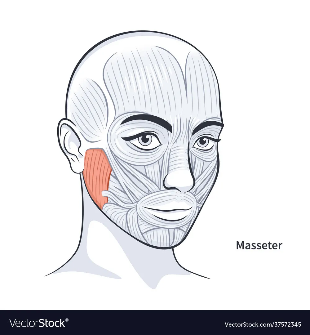 <p><span>Elevates mandible (closes jaw; chewing).</span></p>