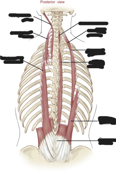 Identify the group of numbers present in the illustration