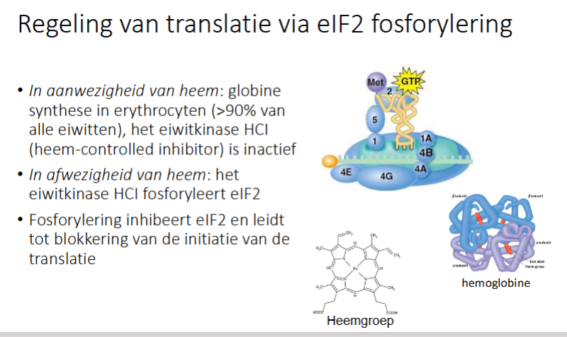 <ul><li><p>in aanwezigheid van heem: globine synthese in erythrocyten (>90% van alle eiwitten), het eiwitkinase HCI (heem controlled inhibitor) is inactief → translatie kan optreden</p></li><li><p>In afwezigheid van heem: het eiwitkinase HCI fosforyleert eIF2 → inhibeert eIF2 en leidt tot blokkering van initiatie van translatie</p></li></ul><p></p>