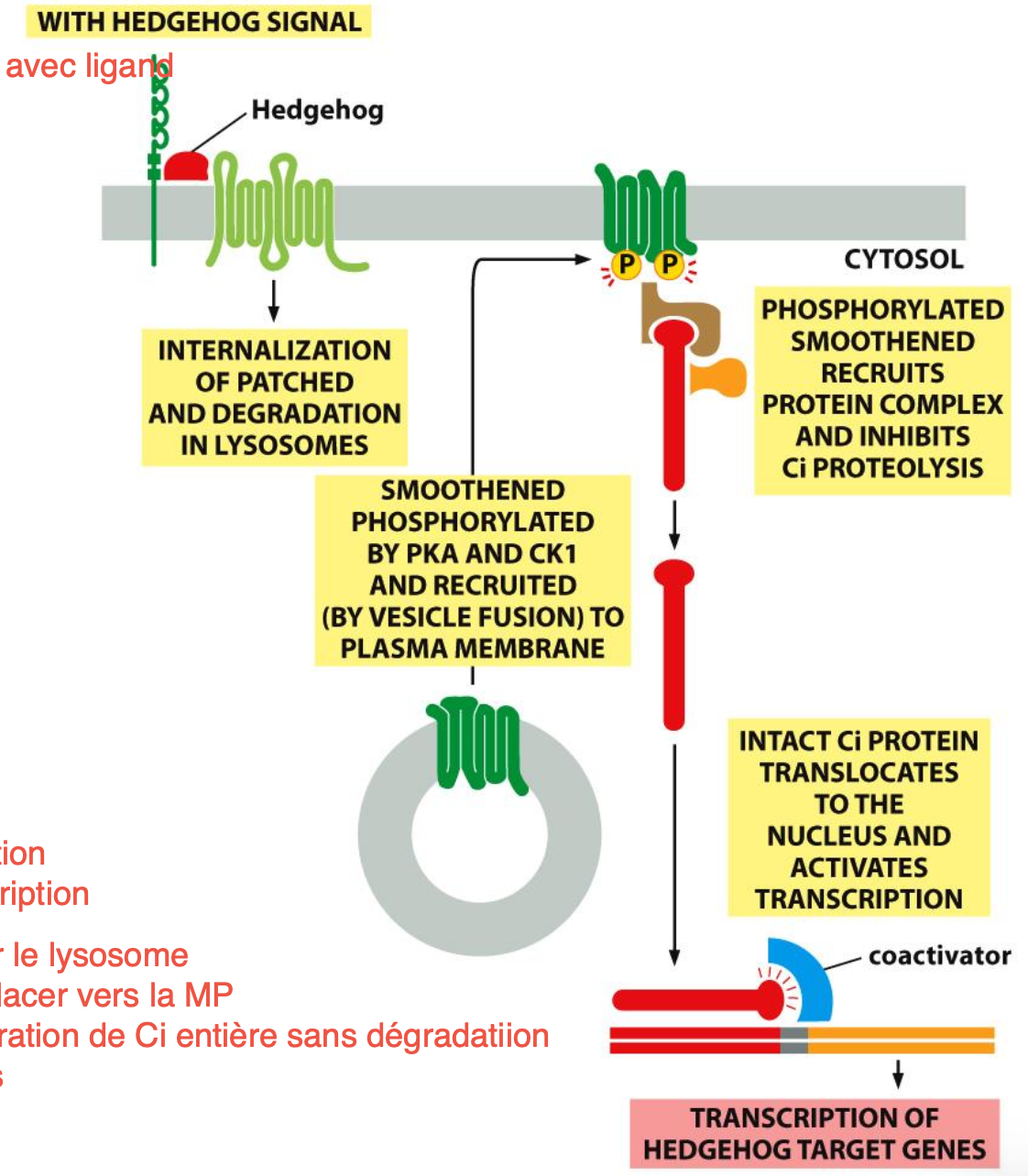<p>La liaison de Hedgehog à Patched permet de dégrader Patched et retirer l’inhibiton de Smoothened.</p><p>Smoothened se lie à la membrane plasmique et recrute les protéines du complexe pour empêcher la pohpshorylation et la protéalyse de Ci.</p><p>Ci peut migrer vers le noyau et agit comme un activateur de la transcription.</p>