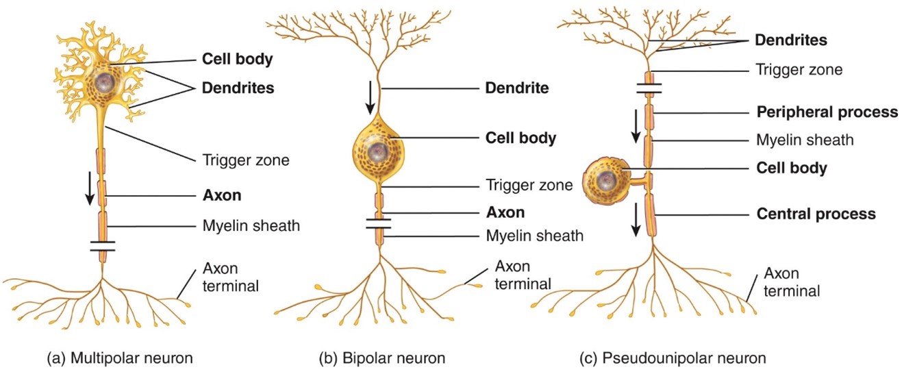 <ul><li><p>Have 1 main dendrite and 1 axon</p></li><li><p>Found in the retina of the eye</p></li></ul>