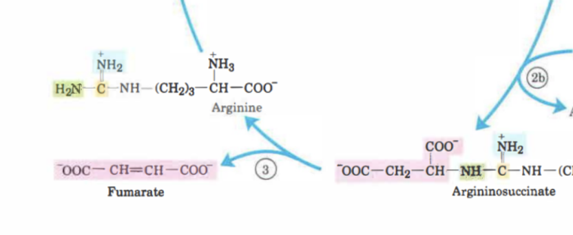 <p>Här kommer argininosuccinat att klyvas till <strong>fumarat</strong> och <strong>arginin</strong>. Enzymet är <strong>argininosuccinat lyas</strong>. </p>