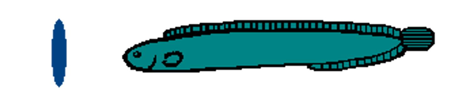 <p>ribbon like</p>