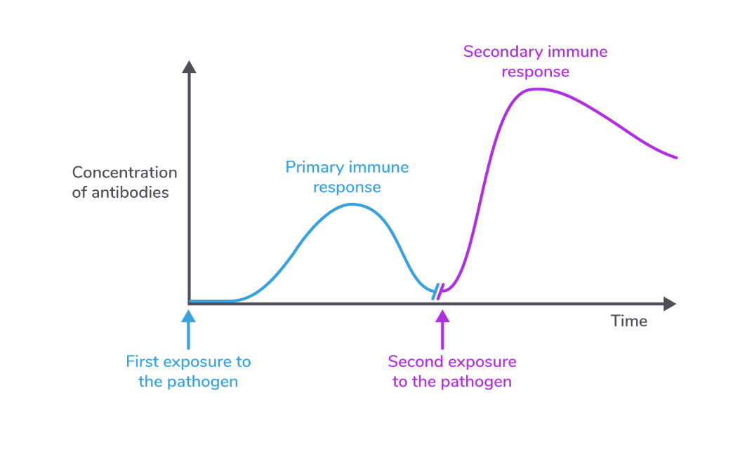 <p>primary</p><ul><li><p>longer lag phase </p></li><li><p>slower response </p></li><li><p>involves symptoms </p></li><li><p>very few B cells specific to the antigen</p></li><li><p>4-7 days</p></li></ul><p>secondary</p><ul><li><p>shorter lag phase </p></li><li><p>fast response </p></li><li><p>no symptoms </p></li><li><p>quickly divide into plasma cells as memory cells already exist</p></li><li><p>plasma cells secrete large number of antibodies </p></li><li><p>memory T cells are also activated into T killer cells to destroy pathogens </p></li></ul><p></p>
