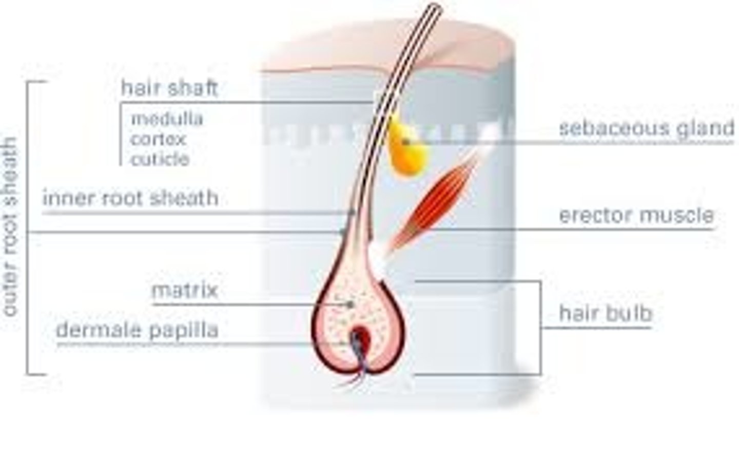 <p>a layer of mitotically active basal cells in the hair bulb</p>