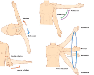 <ul><li><p>Flexion/extension </p></li><li><p>Medial rotation/lateral rotation</p></li><li><p>Abduction/Adduction </p></li><li><p>Circumduction</p></li></ul>