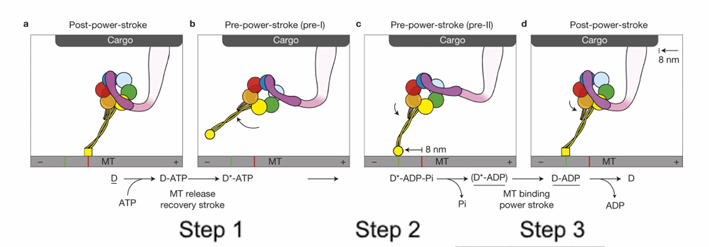 <ul><li><p>ATP binding releases motor head group from microtubule </p></li><li><p>ATP hydrolysis creates dynein-ADP+Pi that can now attach to the microtubule</p></li><li><p>The release of Pi powers the power-stroke of the liner </p><ul><li><p>Pulls the cargo&nbsp;</p></li></ul></li><li><p>Each power stroke, the cargo moves towards the (-) end by 8mm</p></li></ul><p></p>