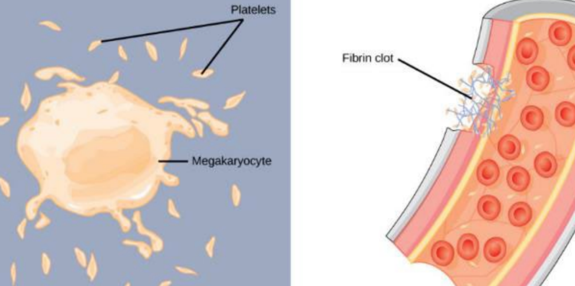 <p>megakaryocytes </p>