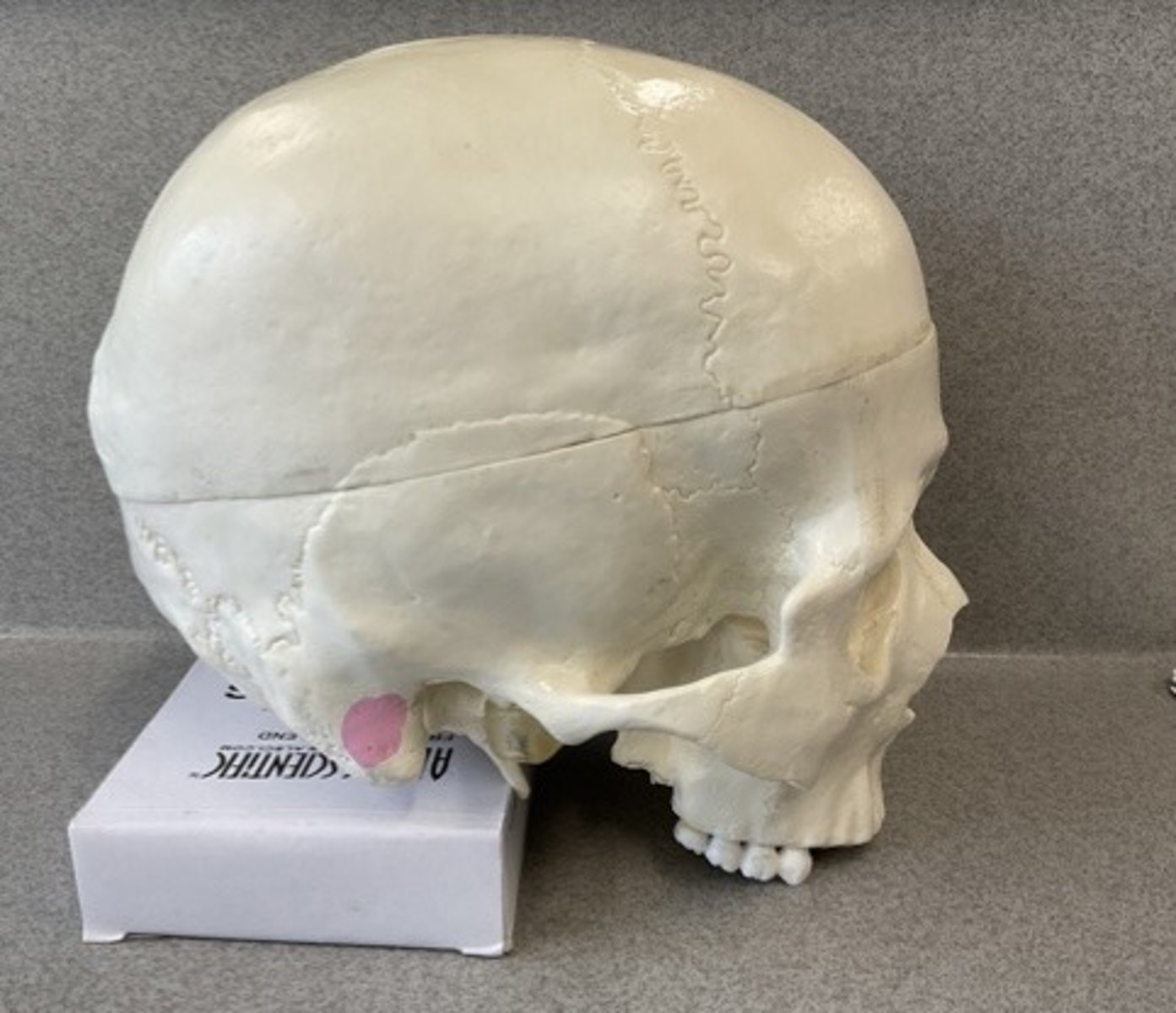 knowt flashcard image