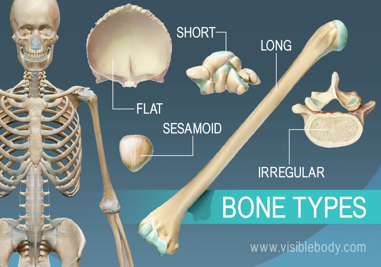 <p>Long bones</p>