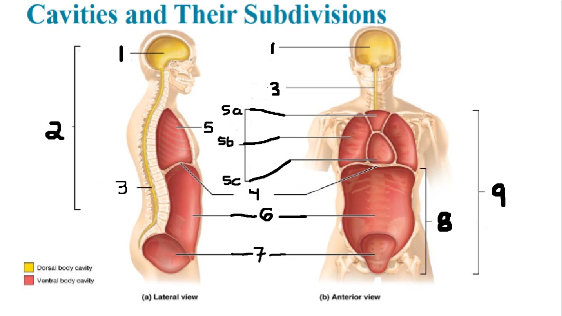 <p>What part of the thoracic body cavity is labeled 5a?</p>