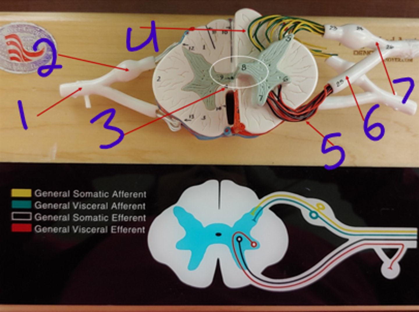 <p>spinal cord 2 - #4</p>